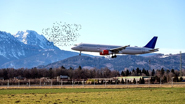 Wide Area Persistent Bird Detection & Anti-Intrusion System