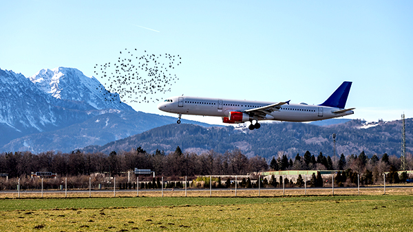 Wide Area Persistent Bird Detection & Anti-Intrusion System