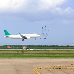 Airport Bird Control