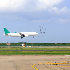 Airport Bird Control